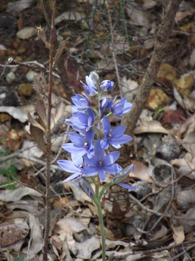 Thelymitra - Blue lady orchid DSCF2648.JPG